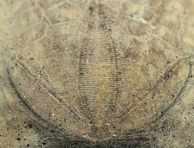まるでコインのようなウニ、デンドラスター（Dendraster ashleyi）の化石。米国カリフォルニア州産。（その2）