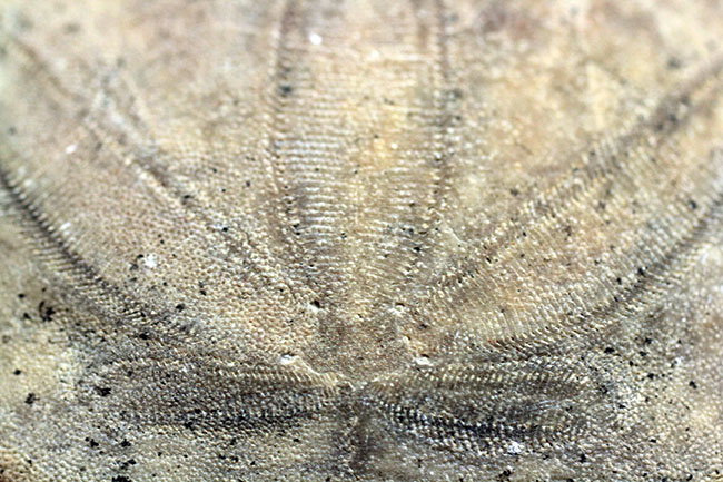 まるでコインのようなウニ、デンドラスター（Dendraster ashleyi）の化石。米国カリフォルニア州産。（その3）