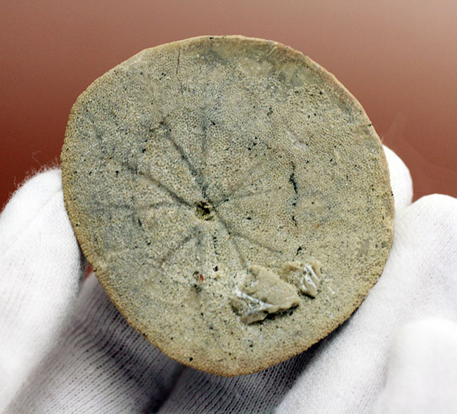 まるでコインのようなウニ、デンドラスター（Dendraster ashleyi）の化石。米国カリフォルニア州産。（その4）