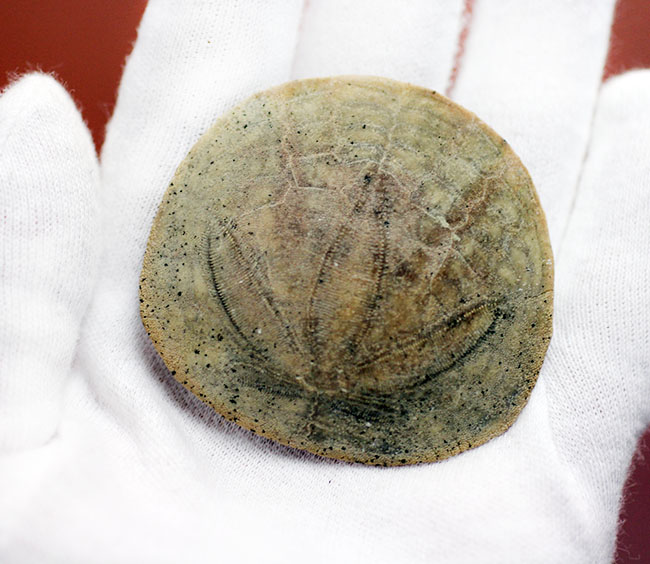 まるでコインのようなウニ、デンドラスター（Dendraster ashleyi）の化石。米国カリフォルニア州産。（その5）