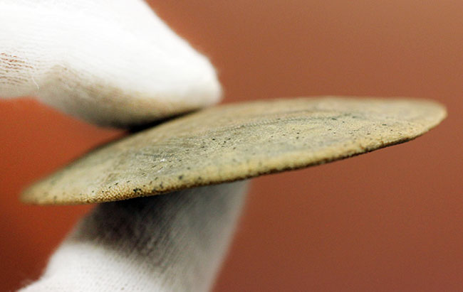 まるでコインのようなウニ、デンドラスター(Dendraster ashleyi)の化石。米国カリフォルニア州産。(その6)