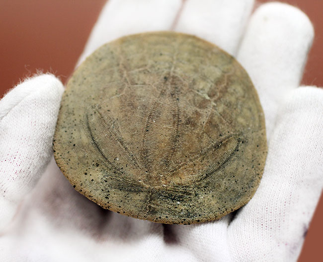 まるでコインのようなウニ、デンドラスター（Dendraster ashleyi）の化石。米国カリフォルニア州産。（その7）