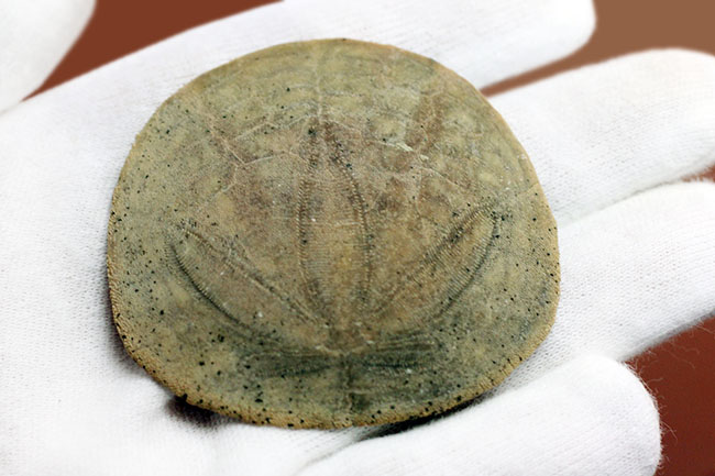 まるでコインのようなウニ、デンドラスター（Dendraster ashleyi）の化石。米国カリフォルニア州産。（その8）