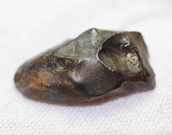 最期の角竜こと、巨大恐竜トリケラトプスの歯化石(Triceratops horridus)(その1)