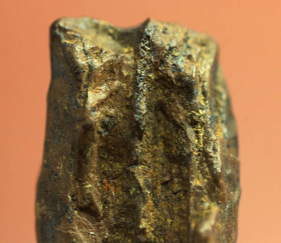 最期の角竜こと、巨大恐竜トリケラトプスの歯化石(Triceratops horridus)(その8)