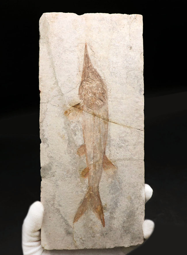 数十年もの間、大切にされてきた極めて希少なオールドコレクション。中国遼寧省産の白亜紀の魚類、ヘラチョウザメの化石（その1）