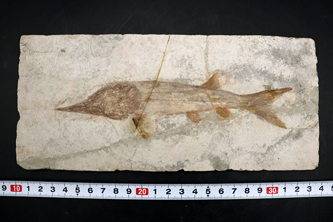 入手困難　希少　大型サイズ　魚の化石 数十年もの間、大切にされてきた極めて希少なオールド