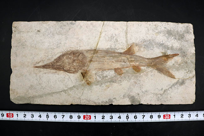 数十年もの間、大切にされてきた極めて希少なオールドコレクション。中国遼寧省産の白亜紀の魚類、ヘラチョウザメの化石（その10）