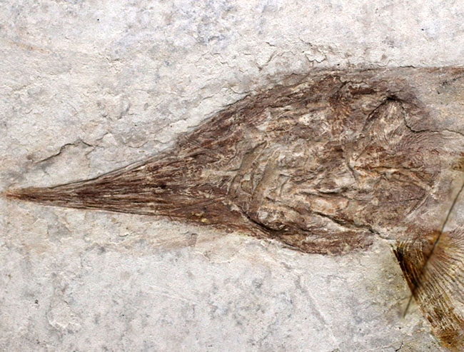 数十年もの間、大切にされてきた極めて希少なオールドコレクション。中国遼寧省産の白亜紀の魚類、ヘラチョウザメの化石（その2）