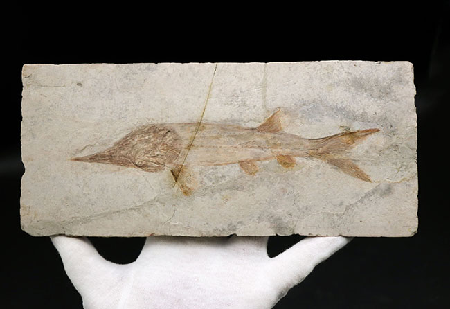 数十年もの間、大切にされてきた極めて希少なオールドコレクション。中国遼寧省産の白亜紀の魚類、ヘラチョウザメの化石（その7）