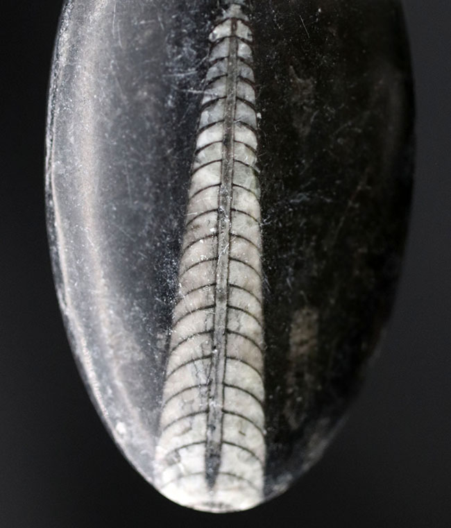 縫合線くっきり!和名は直角貝。古生代の頭足類、オルソセラス(Orthoceras)の化石(その2)
