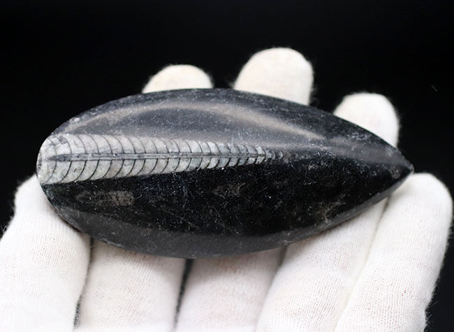 縫合線くっきり!和名は直角貝。古生代の頭足類、オルソセラス(Orthoceras)の化石(その3)