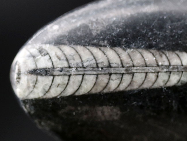 縫合線くっきり!和名は直角貝。古生代の頭足類、オルソセラス(Orthoceras)の化石(その4)