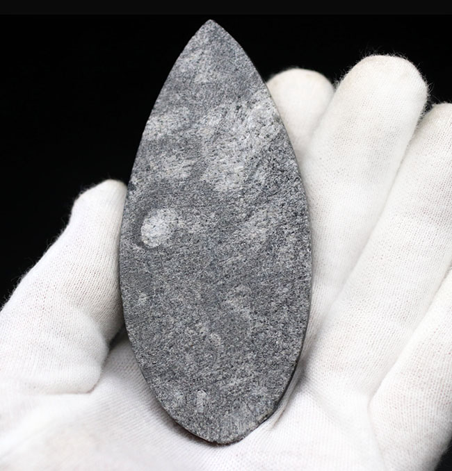 縫合線くっきり!和名は直角貝。古生代の頭足類、オルソセラス(Orthoceras)の化石(その5)