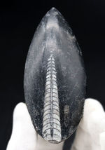 縫合線くっきり！和名は直角貝。古生代の頭足類、オルソセラス（Orthoceras）の化石