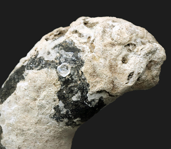 クジラは耳も大きい！米国フロリダ産の2000万年前のクジラの耳骨の