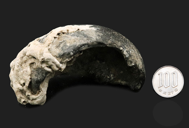 クジラは耳も大きい！米国フロリダ産の２０００万年前のクジラの耳骨の化石（その6）