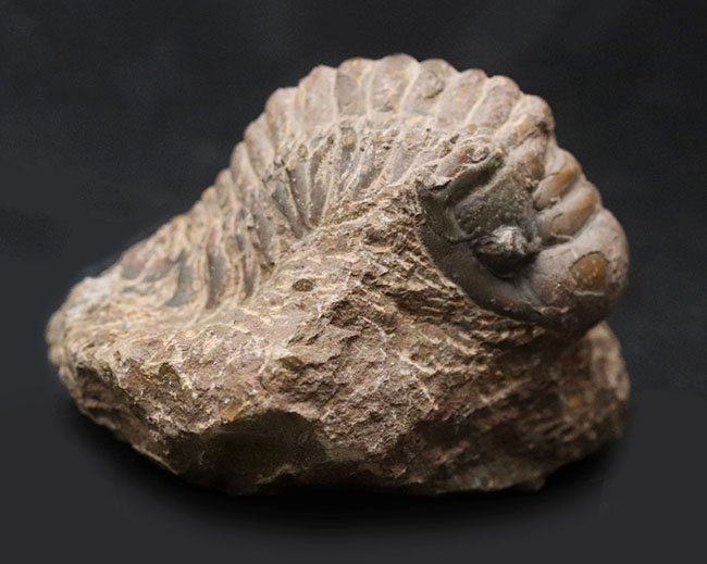 大型！珍しく体を折りたたんだポーズ、モロッコ産の古生代デボン紀の三葉虫、クロタロセファルス・ギブス（Crotalocephalus gibbus）の化石（その1）