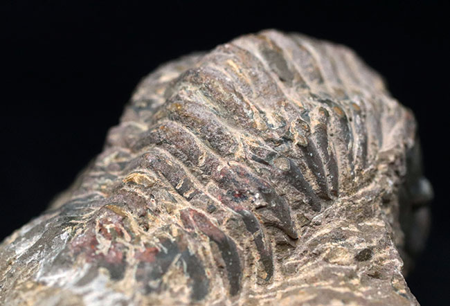 大型!珍しく体を折りたたんだポーズ、モロッコ産の古生代デボン紀の三葉虫、クロタロセファルス・ギブス(Crotalocephalus gibbus)の化石(その10)