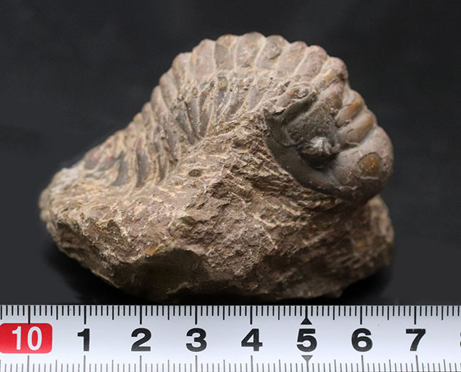 大型!珍しく体を折りたたんだポーズ、モロッコ産の古生代デボン紀の三葉虫、クロタロセファルス・ギブス(Crotalocephalus gibbus)の化石(その11)
