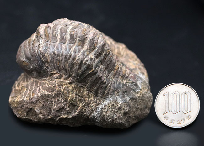 大型!珍しく体を折りたたんだポーズ、モロッコ産の古生代デボン紀の三葉虫、クロタロセファルス・ギブス(Crotalocephalus gibbus)の化石(その12)