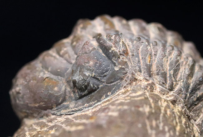 大型!珍しく体を折りたたんだポーズ、モロッコ産の古生代デボン紀の三葉虫、クロタロセファルス・ギブス(Crotalocephalus gibbus)の化石(その2)