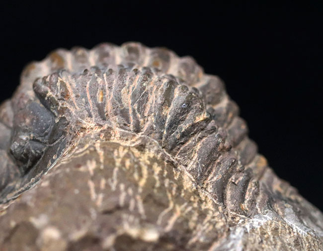 大型！珍しく体を折りたたんだポーズ、モロッコ産の古生代デボン紀の三葉虫、クロタロセファルス・ギブス（Crotalocephalus gibbus）の化石（その3）