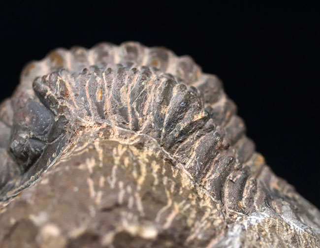 大型!珍しく体を折りたたんだポーズ、モロッコ産の古生代デボン紀の三葉虫、クロタロセファルス・ギブス(Crotalocephalus gibbus)の化石(その3)