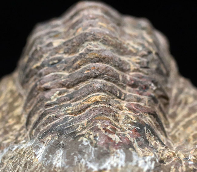 大型!珍しく体を折りたたんだポーズ、モロッコ産の古生代デボン紀の三葉虫、クロタロセファルス・ギブス(Crotalocephalus gibbus)の化石(その4)
