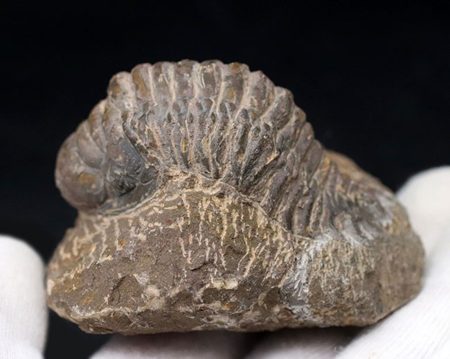 大型!珍しく体を折りたたんだポーズ、モロッコ産の古生代デボン紀の三葉虫、クロタロセファルス・ギブス(Crotalocephalus gibbus)の化石(その5)