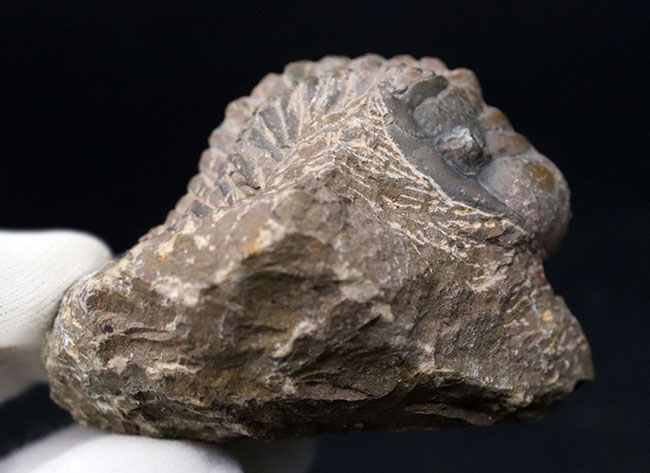 大型！珍しく体を折りたたんだポーズ、モロッコ産の古生代デボン紀の三葉虫、クロタロセファルス・ギブス（Crotalocephalus gibbus）の化石（その6）