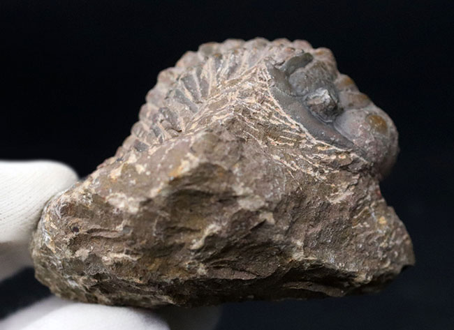 大型!珍しく体を折りたたんだポーズ、モロッコ産の古生代デボン紀の三葉虫、クロタロセファルス・ギブス(Crotalocephalus gibbus)の化石(その6)