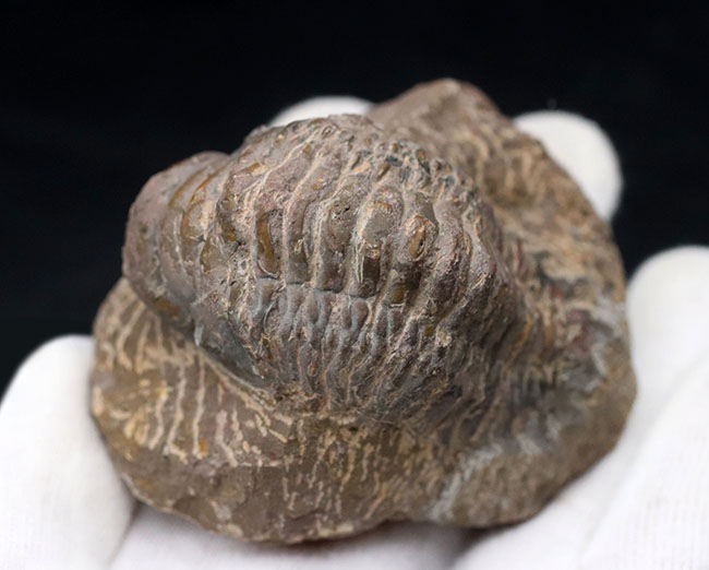 大型！珍しく体を折りたたんだポーズ、モロッコ産の古生代デボン紀の三葉虫、クロタロセファルス・ギブス（Crotalocephalus gibbus）の化石（その7）
