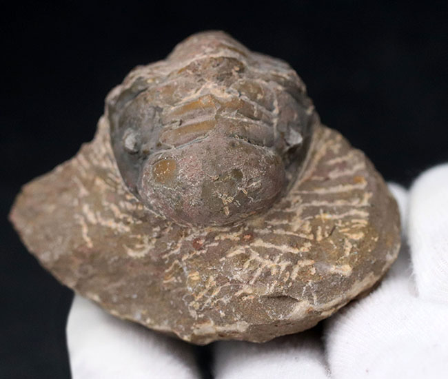 大型!珍しく体を折りたたんだポーズ、モロッコ産の古生代デボン紀の三葉虫、クロタロセファルス・ギブス(Crotalocephalus gibbus)の化石(その8)