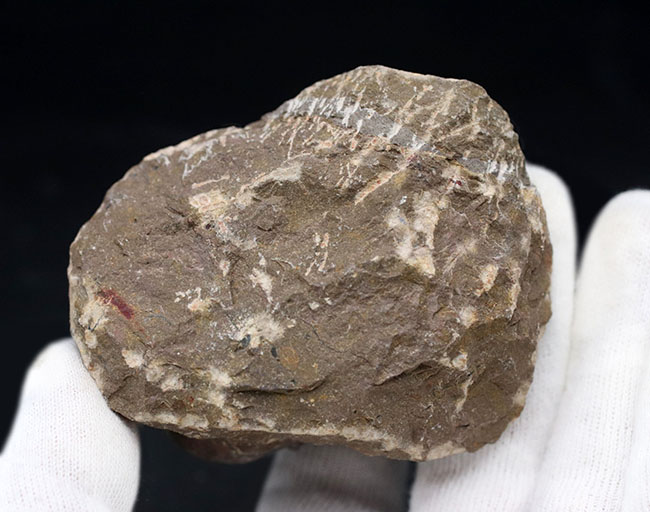 大型!珍しく体を折りたたんだポーズ、モロッコ産の古生代デボン紀の三葉虫、クロタロセファルス・ギブス(Crotalocephalus gibbus)の化石(その9)