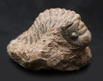 大型！珍しく体を折りたたんだポーズ、モロッコ産の古生代デボン紀の三葉虫、クロタロセファルス・ギブス（Crotalocephalus gibbus）の化石