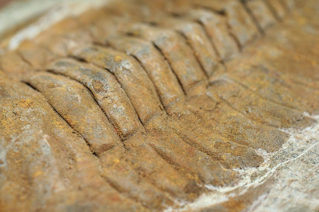 レドリキア目ホルミア科を代表する三葉虫アンダルシアナのネガ＆ポジ標本（その12）