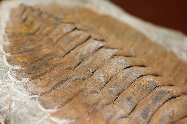 レドリキア目ホルミア科を代表する三葉虫アンダルシアナのネガ＆ポジ標本（その14）