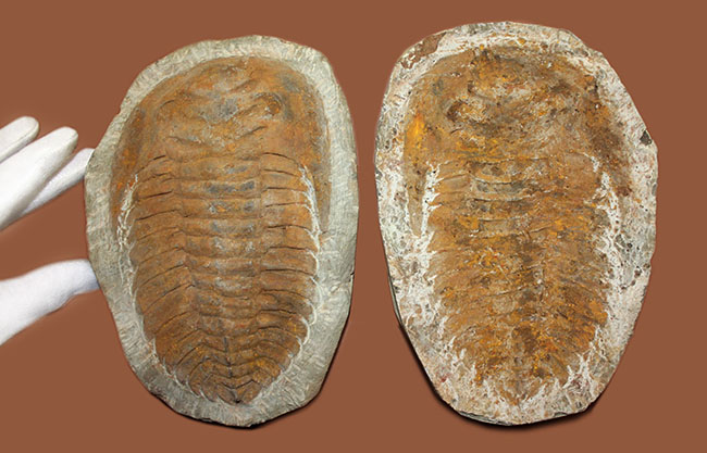 レドリキア目ホルミア科を代表する三葉虫アンダルシアナのネガ＆ポジ標本（その15）