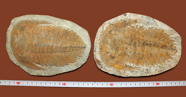 レドリキア目ホルミア科を代表する三葉虫アンダルシアナのネガ＆ポジ標本（その16）