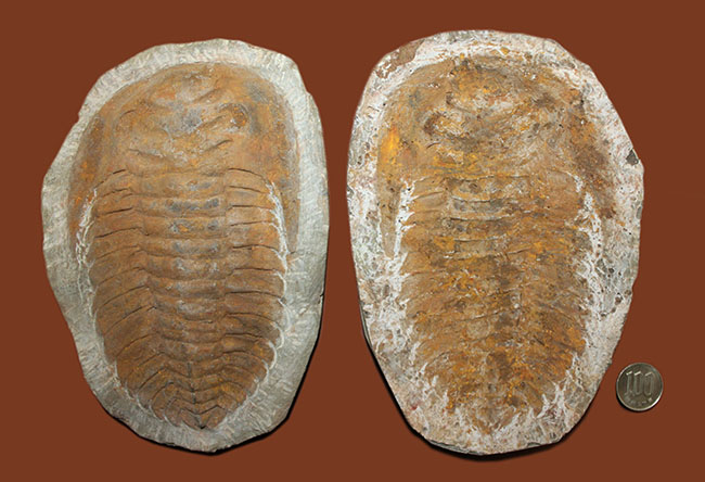 レドリキア目ホルミア科を代表する三葉虫アンダルシアナのネガ＆ポジ標本（その18）