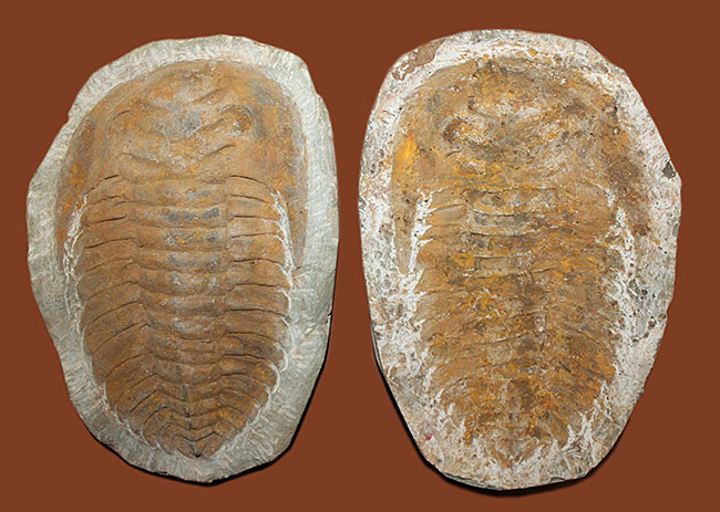 レドリキア目ホルミア科を代表する三葉虫アンダルシアナのネガ＆ポジ標本（その2）