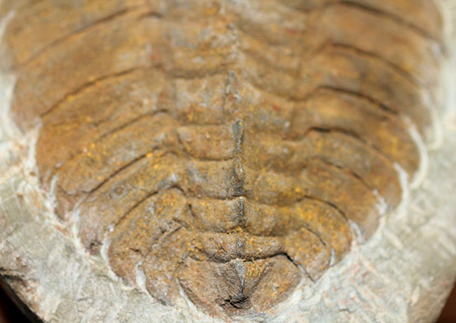 レドリキア目ホルミア科を代表する三葉虫アンダルシアナのネガ＆ポジ標本（その6）