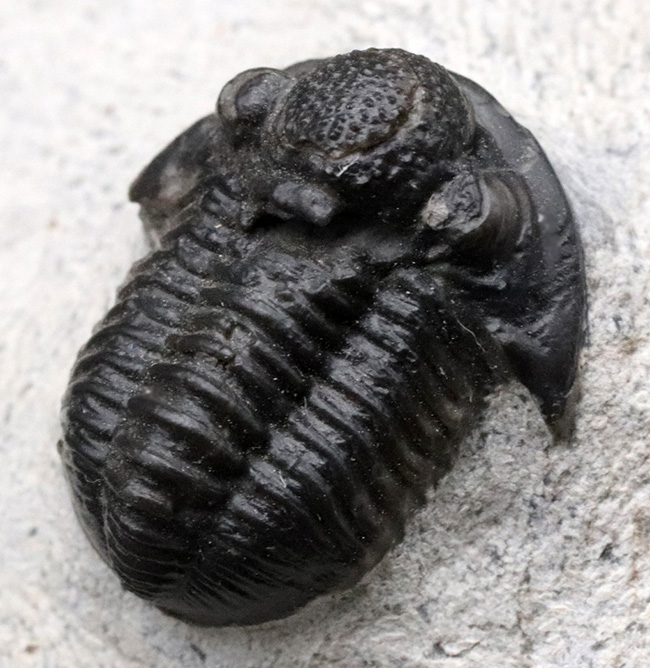 モロッコ産の可愛らしい三葉虫、ゲラストス（Gerastos）の化石（その1）