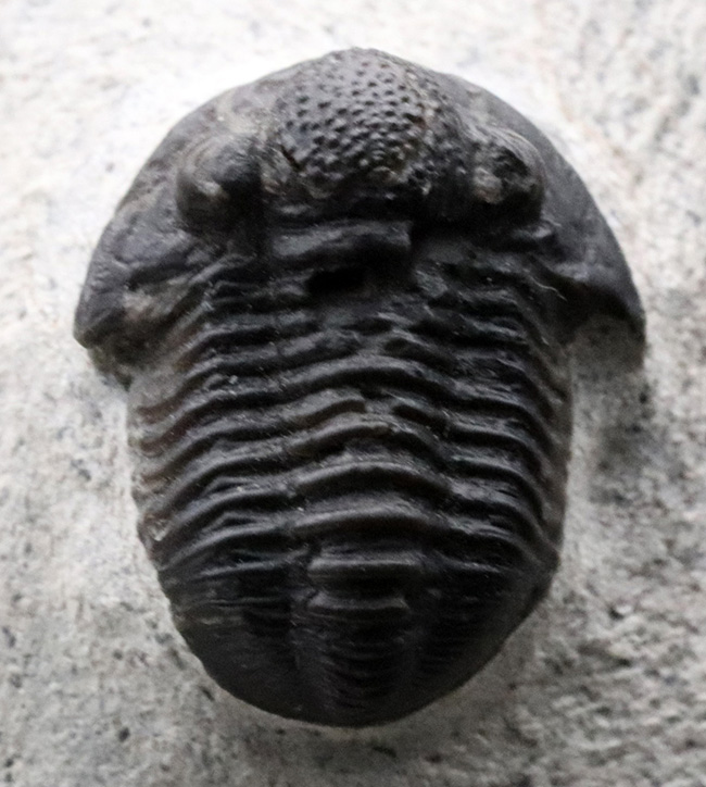 モロッコ産の可愛らしい三葉虫、ゲラストス（Gerastos）の化石（その3）