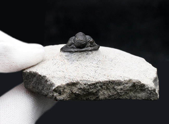 モロッコ産の可愛らしい三葉虫、ゲラストス（Gerastos）の化石 三葉虫 販売