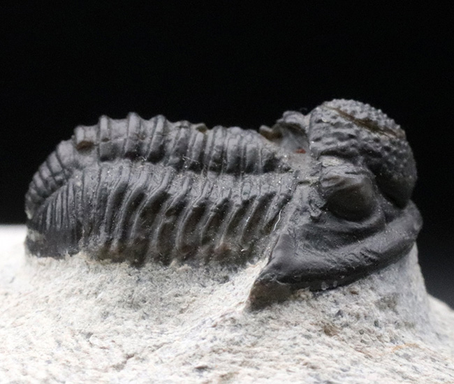モロッコ産の可愛らしい三葉虫、ゲラストス（Gerastos）の化石（その5）