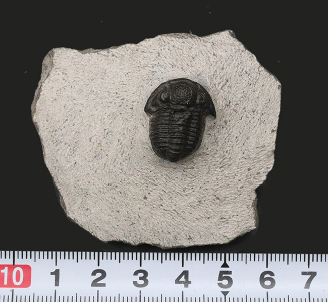 モロッコ産の可愛らしい三葉虫、ゲラストス（Gerastos）の化石（その7）