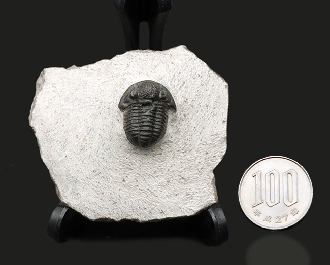 三葉虫の化石 美麗 ケットネラスピス モロッコ産 本物保証