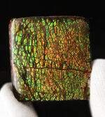典型的なドラゴンスキン模様が見られるカナダ・アルバータ州産のアンモライト（Ammolite）のピース